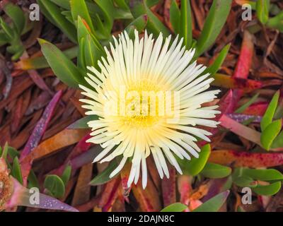 Carpobrotus edulis, fleur de figues de mer jaune clair et feuillage succulent vert. La plante de glace est une plante rampante souterraine de la famille des Aizoaceae. Banque D'Images