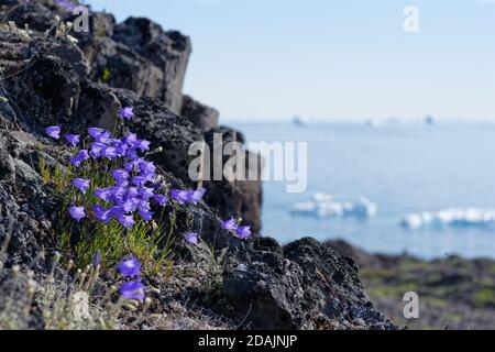 Harelell au Groenland Banque D'Images