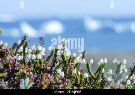 fleurs et icebergs Banque D'Images