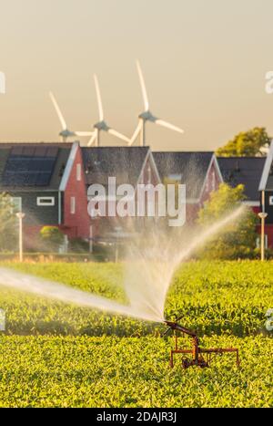 Arroseur d'irrigation sur les terres agricoles en face des houes hollandais avec panneaux solaires et moulins à vent Banque D'Images