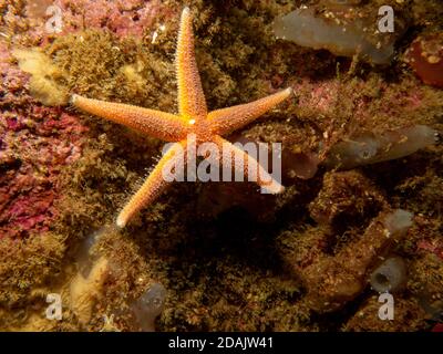 Un gros plan d'une étoile commune, d'une étoile commune de mer ou d'une étoile de sucre, Asterias Rubens. Photo des îles Weather, mer de Skagerack, Suède Banque D'Images