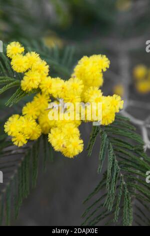 Branche de l'arbre mimosa avec fleurs. La Mimosa jaune fleurit au printemps. Banque D'Images