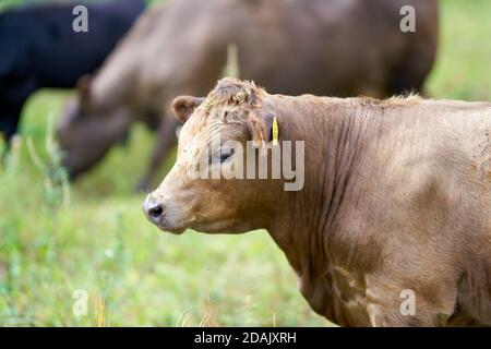 Vaches sur un pré dans Herrenkrug près de Magdeburg utilisé pour conservation du paysage Banque D'Images