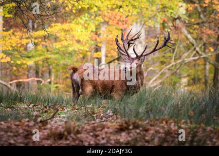 Duelmen, NRW, Allemagne. 13 novembre 2020. Un grand cerf de Virginie (cervus elaphus) avec des bois impressionnants explore la forêt sous le soleil automnal tardif. Des groupes de cerfs-jachères et de cerfs-rouges se promènent librement dans une forêt semi-sauvage et un cadre boisé de la réserve naturelle de Duelmen. Credit: Imagetraceur/Alamy Live News Banque D'Images