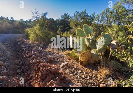 Un cactus géant sur le côté de la route à Coconino National Forêt Arizona Banque D'Images