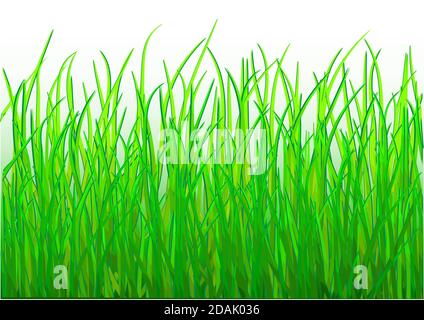 illustration du vecteur herbe. Gros plan de l'herbe Illustration de Vecteur