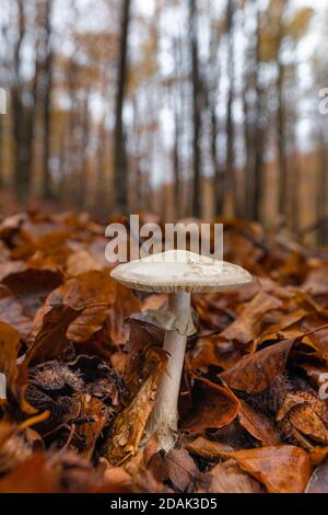 Champignon de la calotte de mort (Amanita phalloides) dans la forêt d'automne. Un des champignons toxiques mortels. Banque D'Images