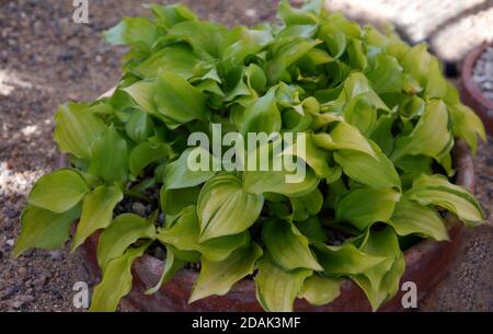 Miniature Hosta (nénuphars plantain) « Cracker Melins » cultivé dans la maison alpine à RHS Garden Harlow Carr, Harrogate, Yorkshire, Angleterre, Royaume-Uni. Banque D'Images