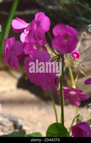 Oxalis purpurea (Purple Woodsorrel) fleurs cultivées dans la maison alpine à RHS Garden Harlow Carr, Harrogate, Yorkshire, Angleterre, Royaume-Uni. Banque D'Images