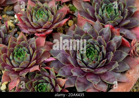 Houseleek Sempervivum 'Twilight Blue' plante cultivée dans la maison alpine à RHS Garden Harlow Carr, Harrogate, Yorkshire, Angleterre, Royaume-Uni. Banque D'Images