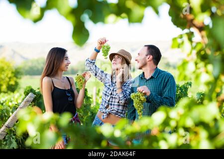 Arbres amis dégustation de raisins. Deux filles et un homme pendant la saison de récolte un champ de vignoble. Banque D'Images