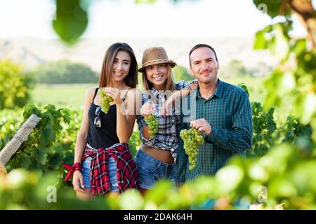 Arbres amis dégustation de raisins. Deux filles et un homme pendant la saison de récolte un champ de vignoble. Banque D'Images