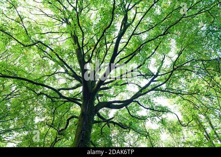 Vieux hêtre Fagus sylvatica dans la forêt à l'automne. Péninsule du Cotentin Normandie. Banque D'Images