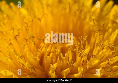 Plan macro sur une fleur de pissenlit Banque D'Images