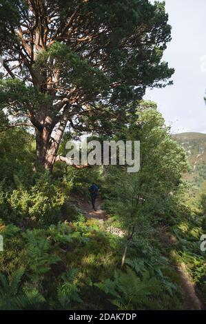Randonneurs avec des promenades à dos sur un petit sentier à travers une forêt tropicale luxuriante dans les Highlands écossais. Belle forêt verte en plein soleil. Banque D'Images