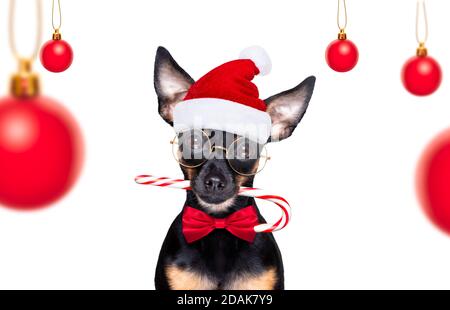 christmas prague ratter , prager hotler chien du père noël avec canne à sucre bâton, isolé sur fond blanc, comme une surprise Banque D'Images