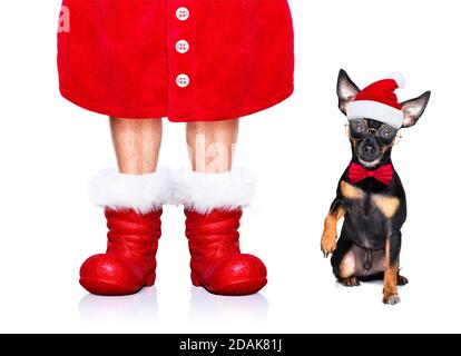 christmas prague routter , prager hotler santa claus chien avec boîte cadeau de vacances actuelle, isolé sur fond blanc, comme une surprise Banque D'Images