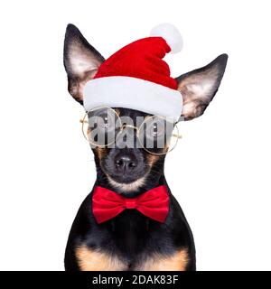 christmas prague routter , prager hotler santa claus chien avec boîte cadeau de vacances actuelle, isolé sur fond blanc, comme une surprise Banque D'Images