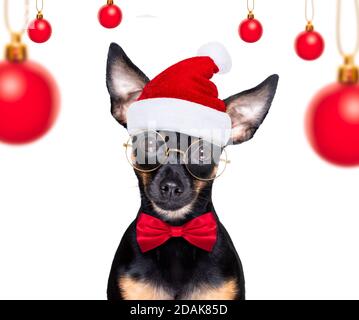 christmas prague routter , prager hotler santa claus chien avec boîte cadeau de vacances actuelle, isolé sur fond blanc, comme une surprise Banque D'Images