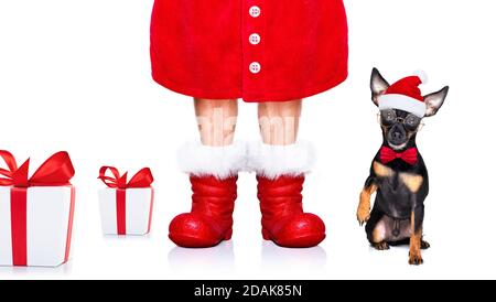 christmas prague routter , prager hotler santa claus chien avec boîte cadeau de vacances actuelle, isolé sur fond blanc, comme une surprise Banque D'Images
