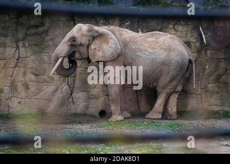 Drumbo, l'éléphant d'Afrique de 46 ans du zoo de Schönbrunn à Vienne, qui est arrivé au Safari Park Dvur Kralove, République Tchèque, le 23 octobre 2020, bénéficie de son enclos extérieur le vendredi 13 novembre 2020. Le zoo de Dvur Kralove s'est spécialisé dans les espèces africaines en général, gardant les éléphants africains depuis 1969. L'arrivée de Drumbo est d'enrichir la vie sociale des femmes locales Saly et Umbu, qui ont 38 et 39 ans. (CTK photo/David Tanecek) Banque D'Images