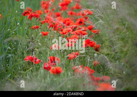 Les coquelicots et les herbes qui poussent au bord d'un champ de blé dans le Wiltshire. Banque D'Images