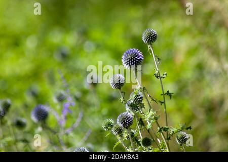 Un chardon en forme de globe connu sous le nom de 'Talap Blue', nom latin 'Echinops Biannaticus', Soft focus photo Banque D'Images