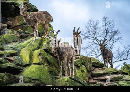 L'Ibex sibérien ou Capra sibirica avec des cornes est debout sur la roche raide et regarde autour. Banque D'Images