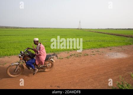 Selingue, Mali, 28 avril 2015; UN agriculteur arrivant à son champ. Banque D'Images