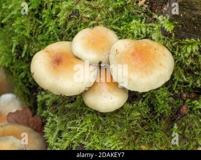 Champignon poussant dans la mousse un signe d'automne Banque D'Images