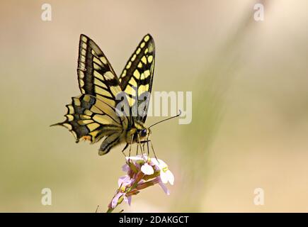 Papillon machaon Papilio au soleil sur le Ground at of Negev, The Old World Swallowtail représente les fleurs Banque D'Images