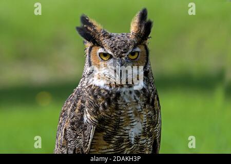 Grand hibou à cornes, également connu sous le nom de hibou tigre ou hibou à la lumière du jour. C'est un grand hibou originaire des Amériques Banque D'Images