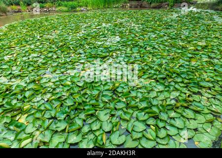 Nénuphars verts flottant sur un grand étang de jardin Banque D'Images