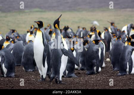 Colonie de pingouins roi nichant dans les îles Falkland Banque D'Images