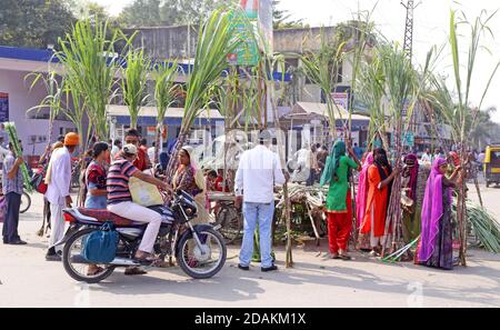 Beawar, Rajasthan, Inde, 13 novembre 2020: Les Rajasthani achètent la canne à sucre pour la déesse Laxmi Puja à la veille du festival Diwali à Beawar. Diwali ou Deepavali marque le triomphe du bien sur le mal et le plus grand festival hindou, le plus brillant et le plus important de l'Inde. Crédit : Sumit Saraswat/Alay Live News Banque D'Images