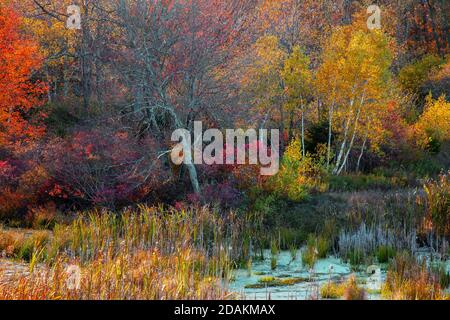 Une zone humide se trouve le long de Trout Creek, dans les montagnes Pociono de Pennsylvanie. Banque D'Images
