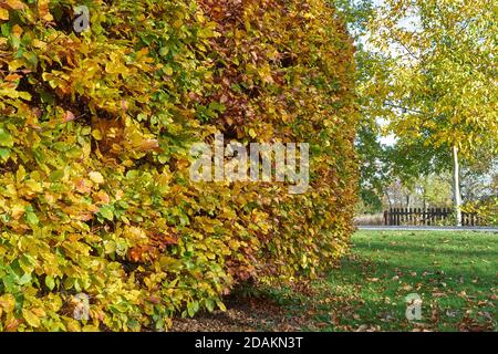 Haie de charme en automne (Carpinus betulus) Banque D'Images