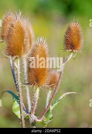 Cuillère à café sauvage, Dipsacus fullonum, gros plan Banque D'Images