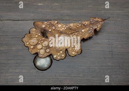 Feuille de chêne d'automne tombée recouverte de gouttes de pluie en Bohême du Nord, République tchèque. Banque D'Images