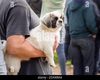 Femme avec une pug dans ses mains dans un lieu public. Le chien est une croix entre un pug et un Chihuahua. Banque D'Images