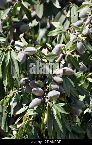 Injection verticale d'amandes sur un arbre avec des feuilles vertes Banque D'Images