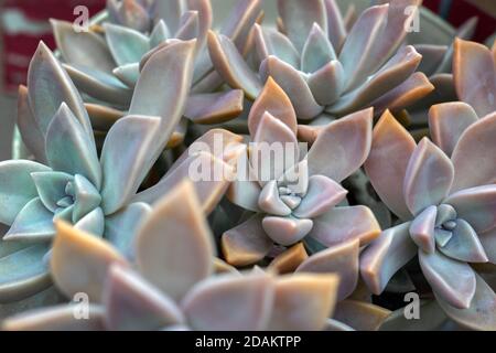 Gros plan d'une plante fantôme aux couleurs magnifiques (Graptopetalum Paraguayense) et ses rosettes de randonnée Banque D'Images