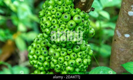 Bouquet de figues en grappe verte brute (Ficus racemosa) dans l'arbre Banque D'Images