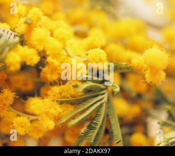 Gros plan joli printemps tendre balles jaunes de mimosa pour heureux humeur Banque D'Images