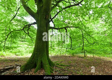 Alte Buche im Wald. Cotentin Halbinsel Normandie. Banque D'Images