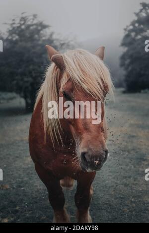 Pottokas, les chevaux indigènes du pays Basque, beau cheval dans la forêt sauvage Banque D'Images