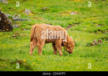 Les vaches de bovins des Highlands se broutent lors D'UN pré d'été. Funny Scottish Cattle Breed Calf Walking à Meadow en été Banque D'Images