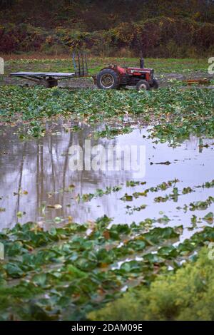 Terres agricoles inondées. Les fortes pluies provoquent un terrain de ferme boueux. Banque D'Images