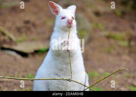 République tchèque, 12 octobre 2020 - Albino Kangaroo Macropus Rufogriseus Eating Branch Banque D'Images