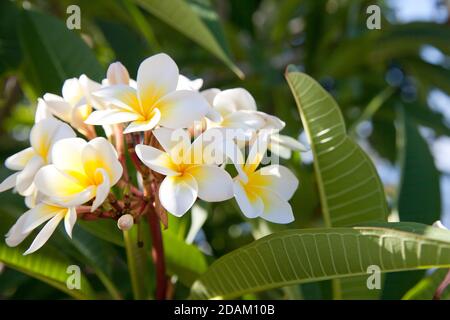 Fleurs frangipani blanches. Arbre de plumeria en fleurs. Fleurs à Bali. Plumeria dans le jardin. Banque D'Images